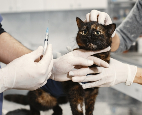 Der Tierarzt für die Katze