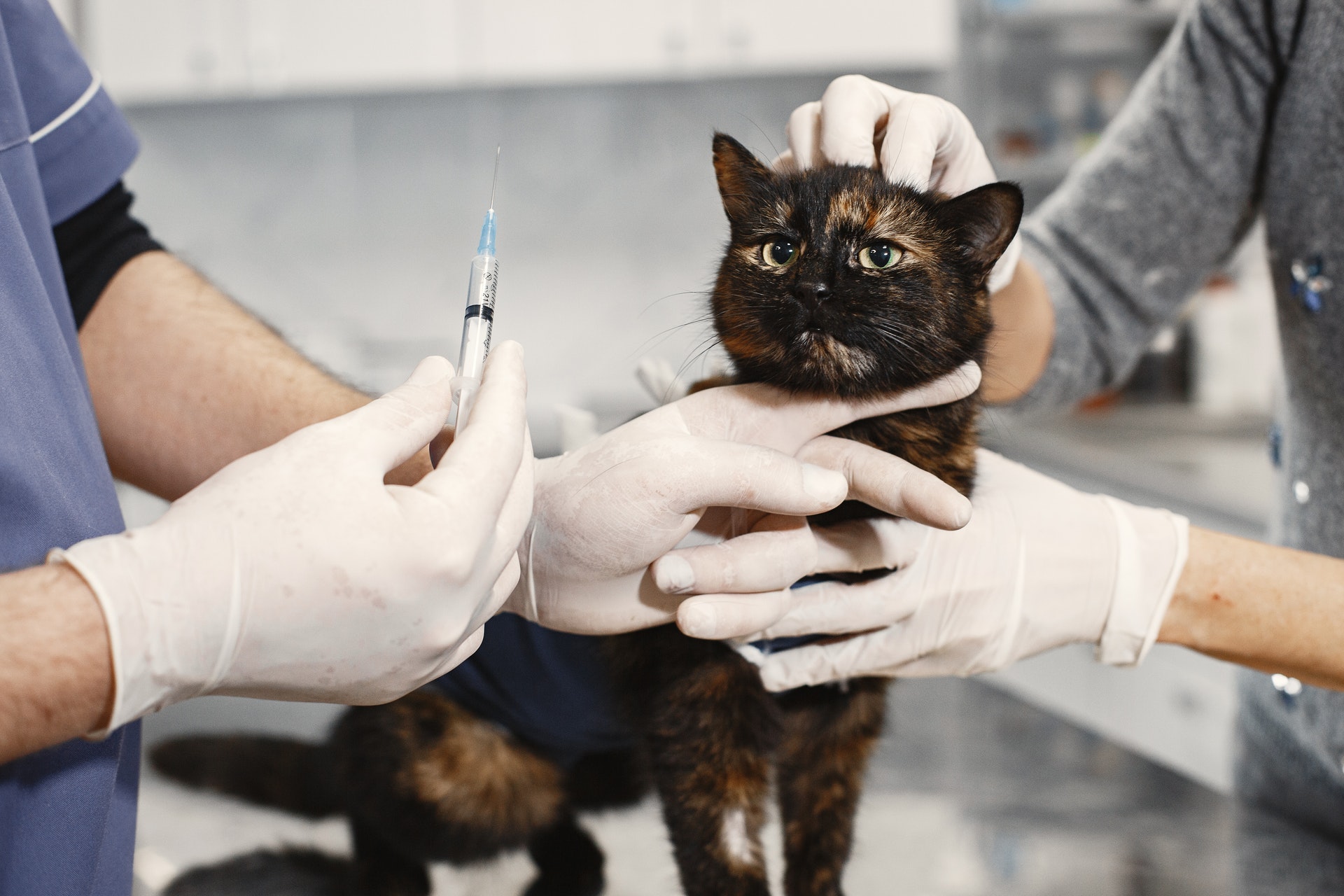 Tierarzt für Katze