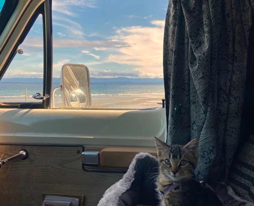 Katze Mit In Urlaub Nehmen Erfahrungen miezeliebe.de