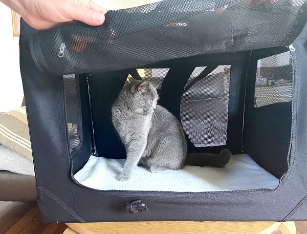 Transportbox für zwei Katzen